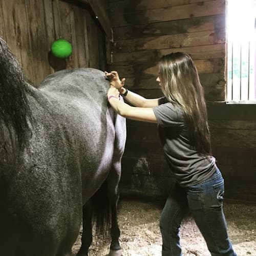 Hands on Hooves Equine Sports Massage Therapy logo