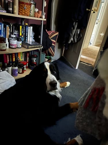Proud Paws: Ethical Dog & Cat Grooming at Home logo