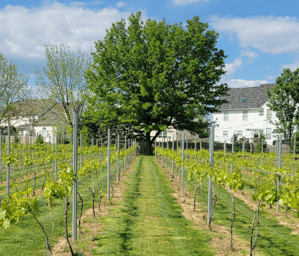 Evansburg Vineyards logo