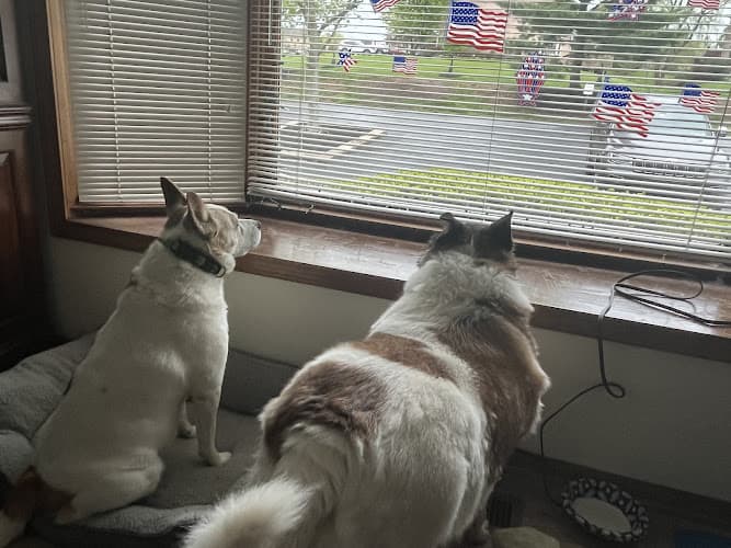 Lisa's Home Pet Care Pet Sitting And Dog Walking Services logo