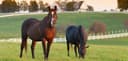 Vecchione Veterinary Equine Mobile Services logo
