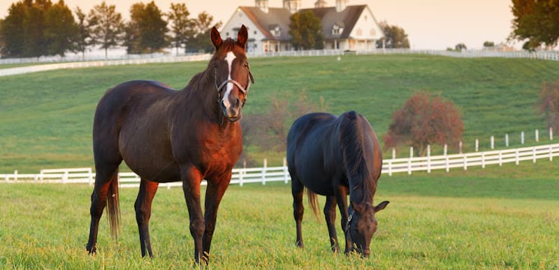 Vecchione Veterinary Equine Mobile Services logo