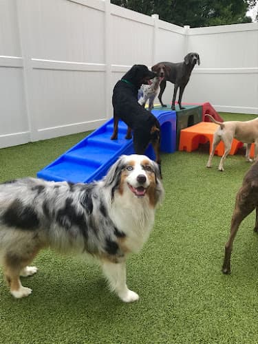 K9 Resorts Luxury Pet Hotel Malvern logo