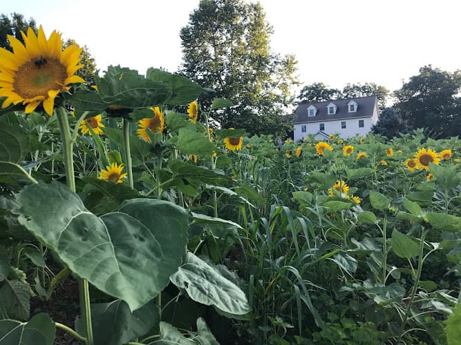 WAYVINE winery & vineyard logo