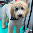 Furrytale Mobile Grooming LLC logo