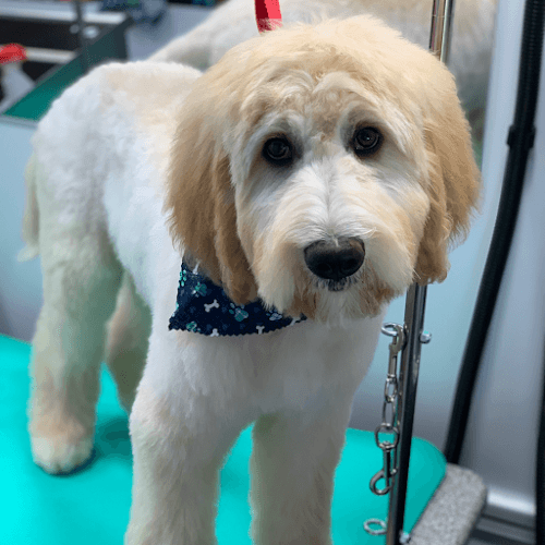 Furrytale Mobile Grooming LLC Logo