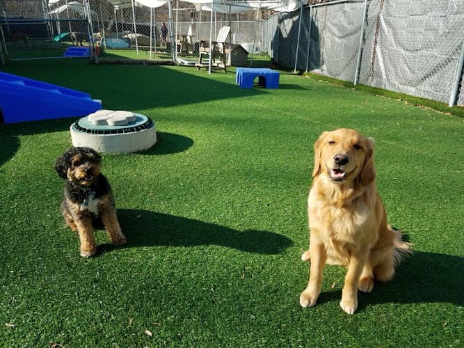 Playful Pups Retreat logo