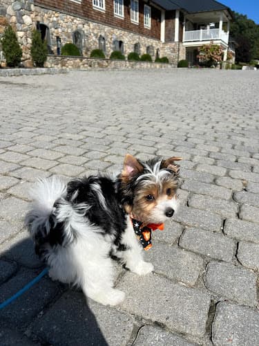 Fischer's Dog Grooming-Kennel logo