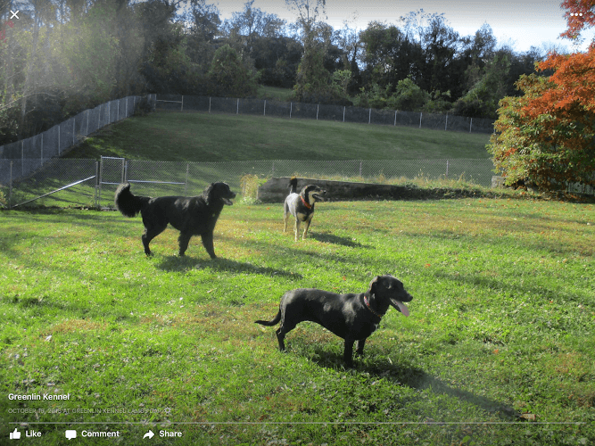 Greenlin Pet Resorts logo