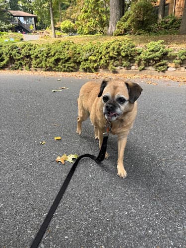 Leash-A-Petcare logo