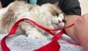 Fluffy and Fang Pet Grooming logo