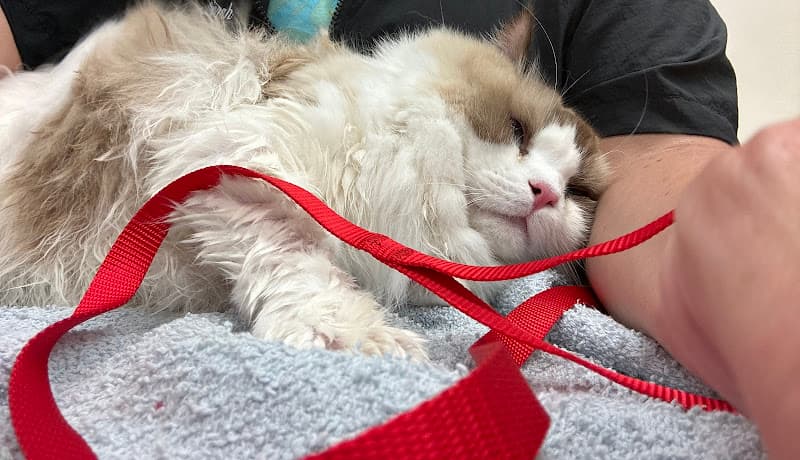 Fluffy and Fang Pet Grooming logo