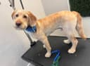 Nikki’s Mobile Dog Grooming logo