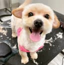 Shake It Off Mobile Pet Salon LLC logo