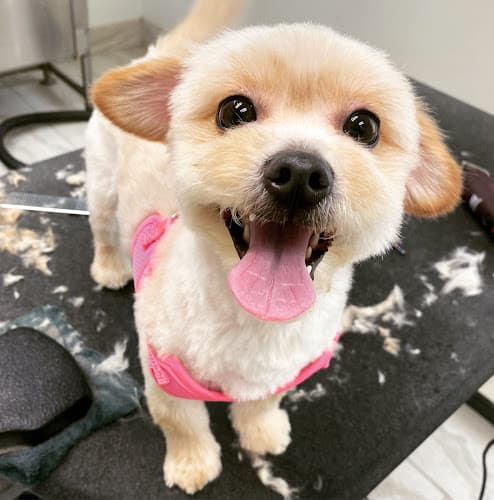 Shake It Off Mobile Pet Salon LLC logo