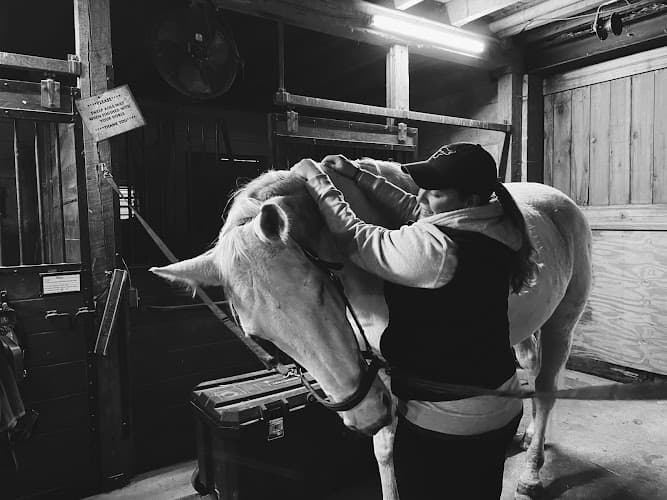 Dark Horse Equine Massage logo
