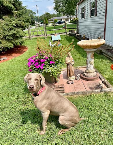 TLP Pet Sitting LLC logo