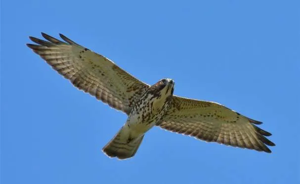 Image for Migration Magic: Enjoying Neotropical Migrant Birds on the Move