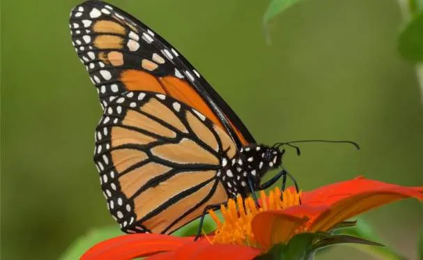 Monarch Day
