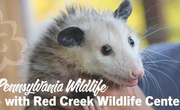 PA Wildlife with Red Creek