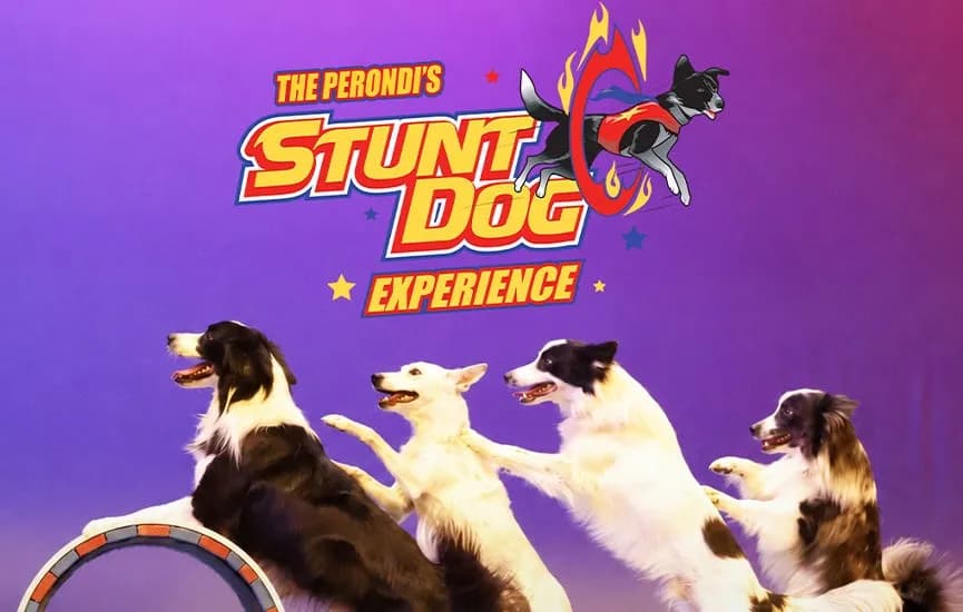 The Perondi's Stunt Dog Experience