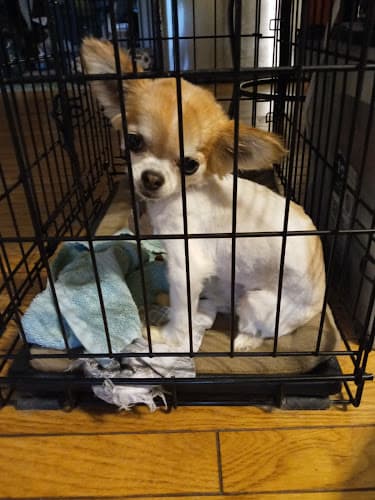 Kimbertal Kennels - Phoenixville, PA 19460 - BerksConnect