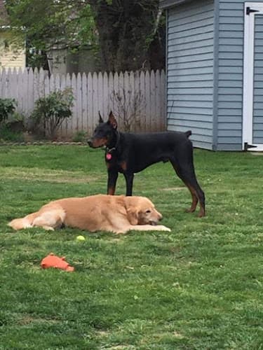 Kimbertal Kennels - Phoenixville, PA 19460 - BerksConnect