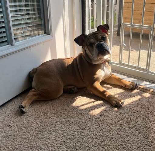 Kimbertal Kennels - Phoenixville, PA 19460 - BerksConnect